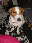Gaya - Jack Russell (2 ans)