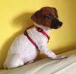 Ashley - Jack Russell (4 mois)