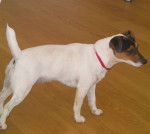 Dally - Jack Russell