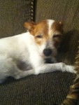 Comet - Jack Russell (12 ans)