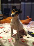 Caly - Jack Russell (3 ans)