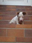 Max - Jack Russell Mâle (2 mois)