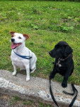 Daisy & Kuro - Jack Russell (5 ans)