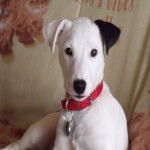 dixie - Jack Russell (2 ans)
