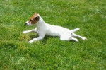Jingle - Jack Russell (8 mois)