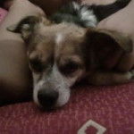 Juanito - Jack Russell Mâle (5 ans)