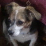 Juanito - Jack Russell Mâle (5 ans)