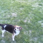 Juanito - Jack Russell Mâle (5 ans)