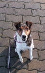 Foxy - Jack Russell (8 ans)