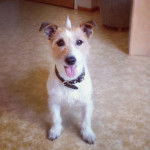 Stella - Jack Russell (8 ans)