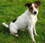 buddy - Jack Russell Mâle (1 an)