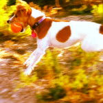 Sparky - Jack Russell (4 ans)
