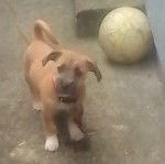 Roxy - Jack Russell (10 mois)