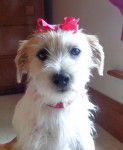 Clarabelle - Jack Russell (1 an)