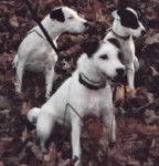 Jack Russell Terrier - Jack Russell