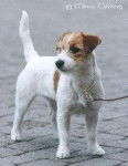 Jack Russell Terrier - Jack Russell