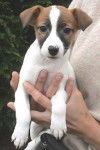 Jack Russell Terrier - Jack Russell