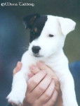 Jack Russell Terrier - Jack Russell