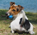 Billy de Monchat - Jack Russell