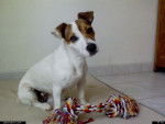 ma minette Astra Du Clos d'Elphigny - Jack Russell