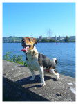 Lyrco - Jack Russell Mâle (3 ans)