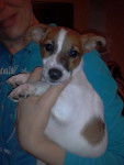 Sapphire - Jack Russell (1 an)