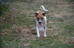 Rosi - Jack Russell (4 ans)