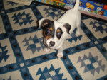 Caramelle - Jack Russell (3 mois)