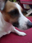 Amale - Jack Russell (3 mois)