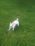 Lune - Jack Russell (8 ans)