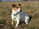 Jack Russell- Sally - Jack Russell