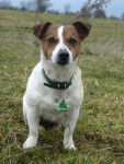 Jack russell terrier - Sally - Jack Russell