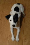 Jack russell terrier Truffe - Jack Russell