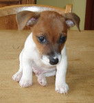Jack Russell Terrier / cassius - Jack Russell