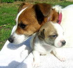 Jack Russell - Sally et son bébé - Jack Russell