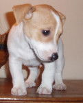 jack russell / rufus - Jack Russell