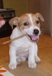jack russell / rufus - Jack Russell