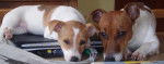 Jack Russell Terrier / ruf et cas - Jack Russell
