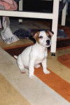 Jack Russell Atlantis - Jack Russell
