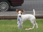 jack Russell Atlantis - Jack Russell