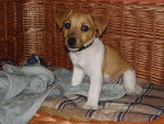 jack russell "lounge" - Jack Russell
