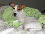 jack russell Atlantis - Jack Russell