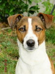 Jack Russell - Jack Russell