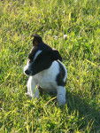 oreo - Jack Russell (5 mois)