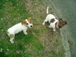 Jack russell Amy et Bud - Jack Russell