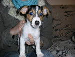 jack russell BUNGLE - Jack Russell