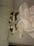 jack russell jack et lola - Jack Russell