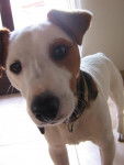 jack russell jack - Jack Russell