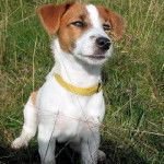 sachike - Jack Russell Mâle (1 mois)