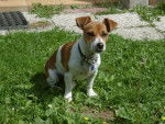 jack russell brindille - Jack Russell